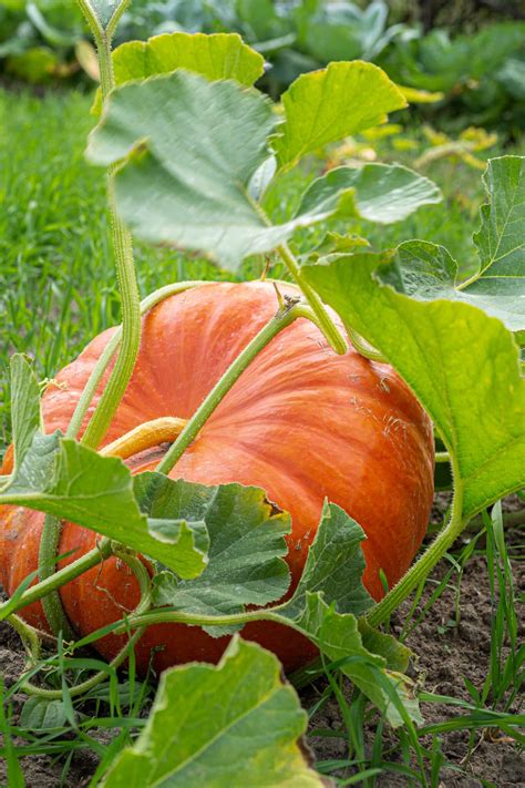 How To Grow Pumpkins In Containers Small Space Gardening