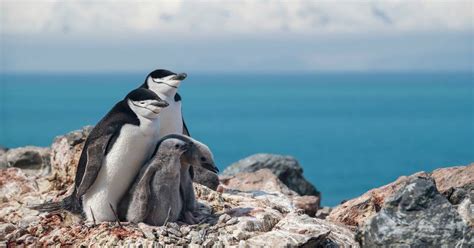 Chinstrap Penguin Numbers Fall As Climate Change Bites The Irish Times