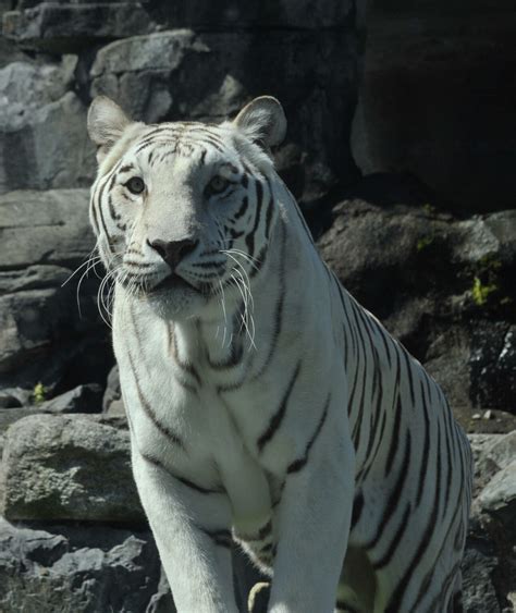 Bengal Tiger Cougar Mountain Zoo