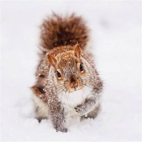A Squirrel Is Standing In The Snow With Its Tail Up And Its Eyes Wide Open