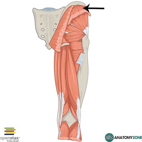 Gluteus Medius • Muscular Musculoskeletal • Anatomyzone