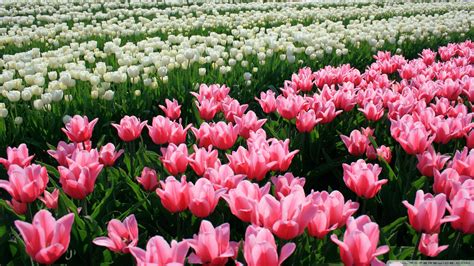 Download Pink Tulips Field Wallpaper 1920x1080 Wallpoper 449635