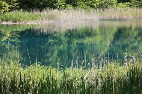 Free Picture Water Nature Grass Summer Reed Landscape Swamp