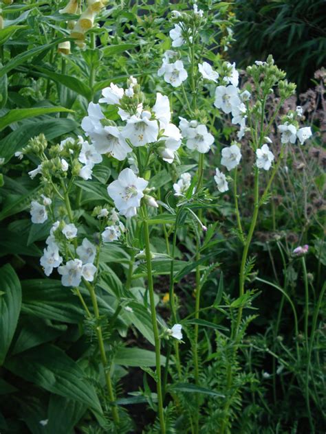 Polemonium Caeruleum Album White Pearl Peak Cottage Plants