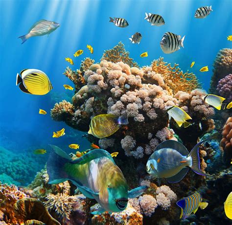 Underwater Reef Fishes Ocean Coral Tropical Hd Wallpaper Peakpx