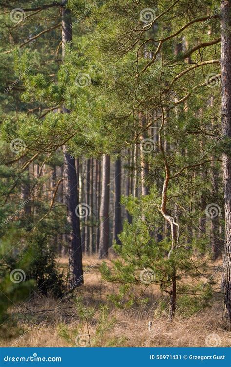 Pine Forest Stock Image Image Of Scenics Beautiful 50971431