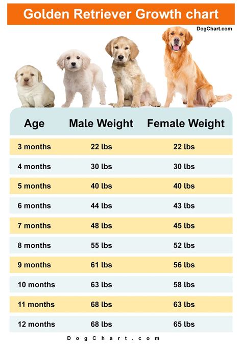 Golden Retriever Growth Chart By Month Growth Stages