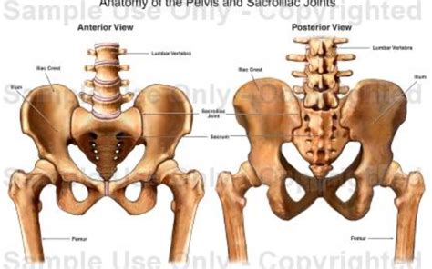 Classical anatomy describes pelvic spaces as coelomic in form or a. PELVIS | Welcome to Dr Asim's anatomy cafe