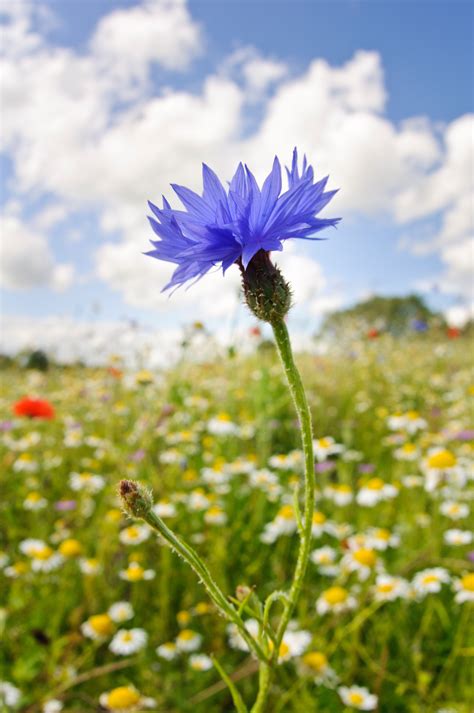 A Simple Guide To The Wildflowers Of Britain Country Life