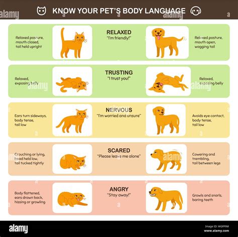 Cat And Dog Body Language Comparison Educational Infographic Chart