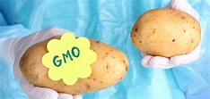 How to Know if You're Buying the New GMO Potato | Natural Society