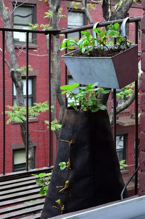Adventures in Urban Gardening: The Fire Escape Farm | Urban garden