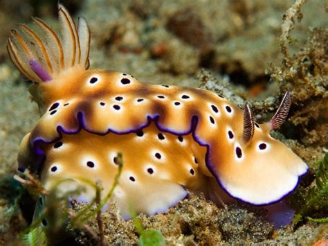 Nudibranch Photos National Geographic Beautiful Sea Creatures