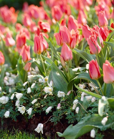 Tulips By Bloom Time Planting Bulbs Spring Bulbs Garden Longfield