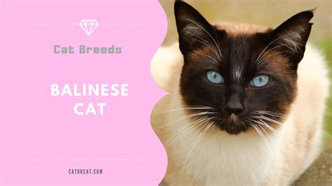 Balinese Cat Breed Facts Origin History And Personality Traits