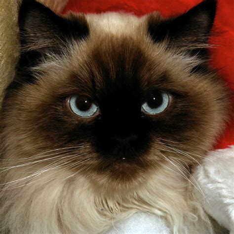 Himalayan Cat Siamese Cats Blue Point Pretty Cats