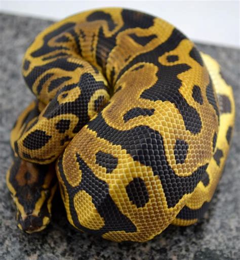 Leopard Ball Python Regius Ball Python Morphs Pet Snake