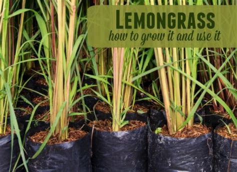 The coin was initially used to pay fees and offer its users discounts. Lemongrass: How To Grow It And Use It - Homestead & Survival