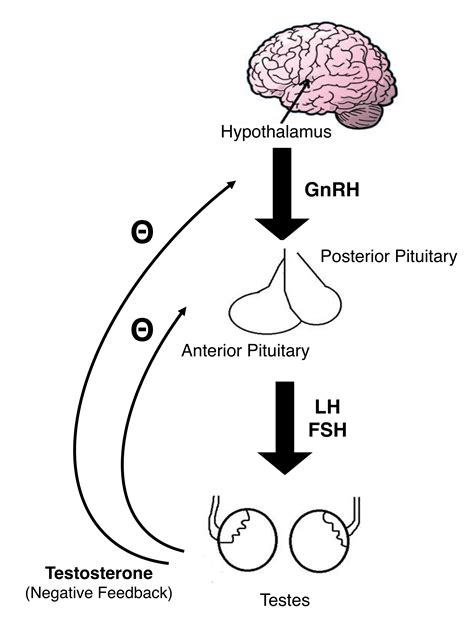 Hypothalamic Pituitary Axis Male Reproductive Medbullets Step My XXX