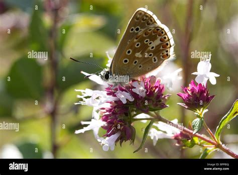 Male Adonis Blue Butterfly Polyommatus Bellargus Backlit By The Sun