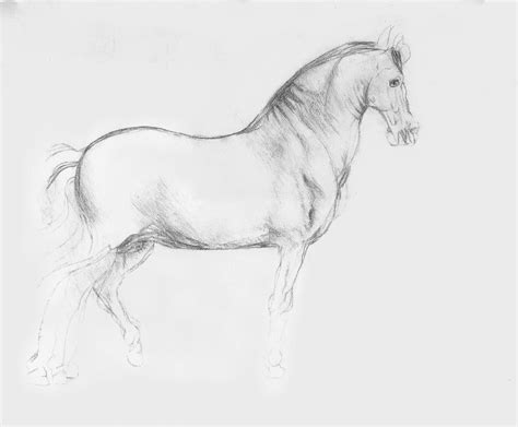 Drawing Study Leonardo Da Vincis Horse Study By Gturkey On Deviantart