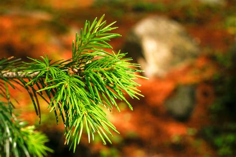 Closeup Shot Of Pine Tree Leaves Graphic By Shahsoft · Creative Fabrica