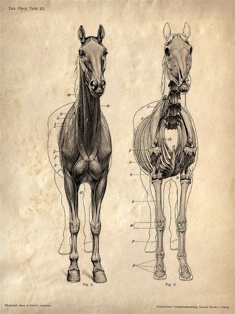 Vintage Science Animal Anatomy Study Poster Horse Skeleton Biology