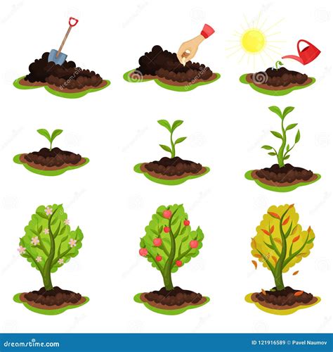 Flat Vector Illustration Showing Plant Growing Stages Process From