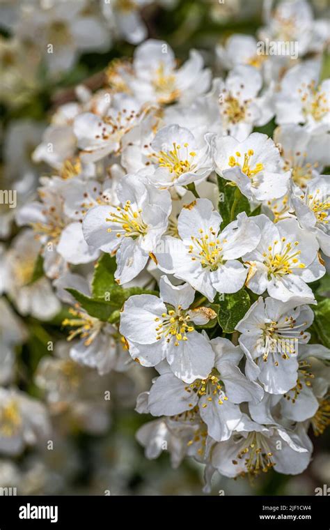 Flowers Of Sargent Crabapple Malus Sargentii ‘right Root Stock Photo