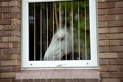 White Horse Look Through The Window Stock Photo Image Of House Mare