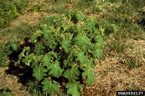 solanum viarum tropical soda apple nc invasive plant council