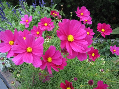 Free Images Petal Pink Flora Ornamental Plants Flowering Plant