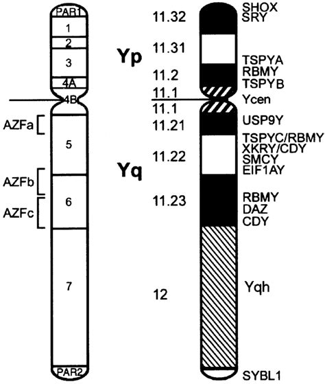 The Human Y Chromosome Right Schematic Representation Of Fish Mapping