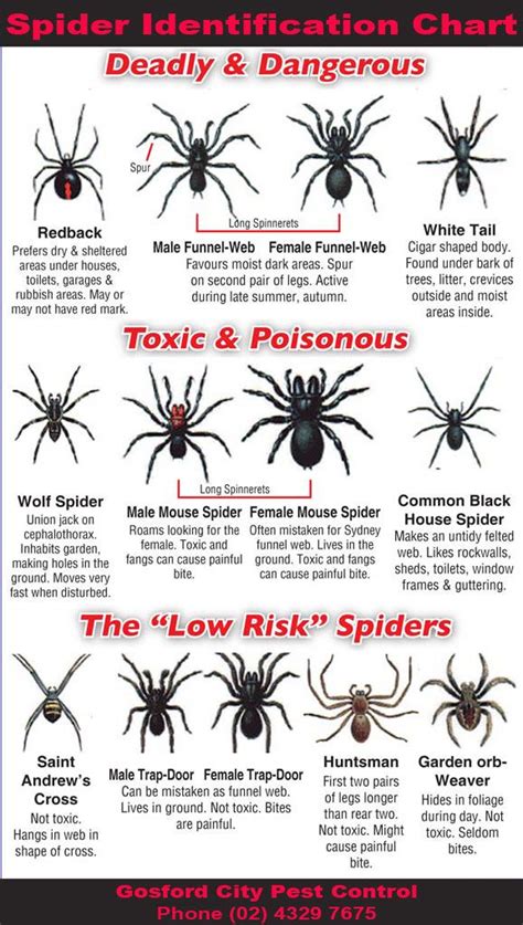 Ny Spider Identification Chart