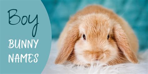 350 Bunny Names For Your Floppy Eared Friend From Acorn To Zeus