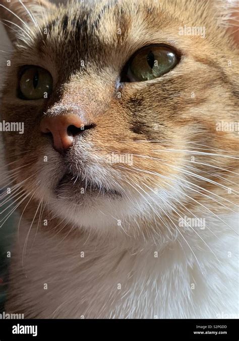 Cat Up Close Hi Res Stock Photography And Images Alamy