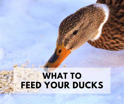 What To Feed Ducks In Your Backyard Life Is Just Ducky