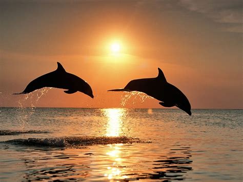 Dolphins Jumping In The Sunset Dolphins Jumping In The Sunset