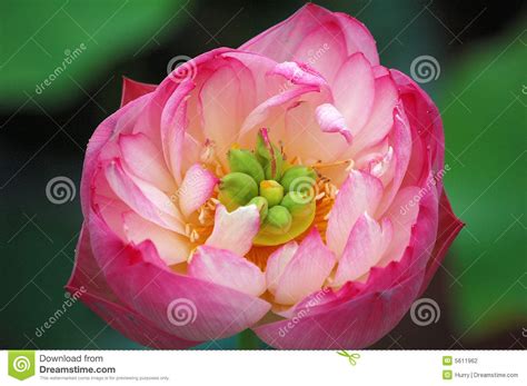 Lotus Flower Close Up Stock Photography Image 5611962