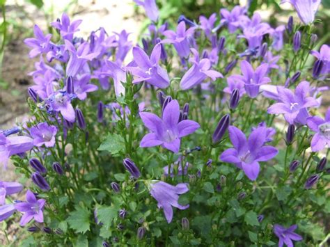 Campanula portenschlagiana, the wall bellflower, is a species of flowering plant in the family campanulaceae, native to the dalmatian mountains in croatia. Dalmatian Bellflower (Campanula portenschlagiana Get Mee ...