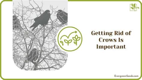 How To Get Rid Of Crows The Most Comprehensive List You Will Find