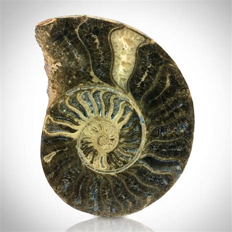 Authentic Giant Ammonite Shell Fossil Rare T