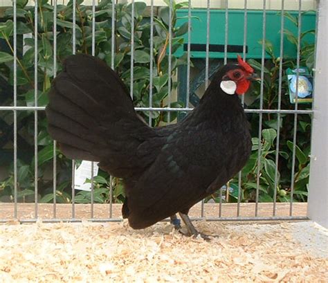 Rosecomb Bantam For Sale Chickens Breed Information Omlet