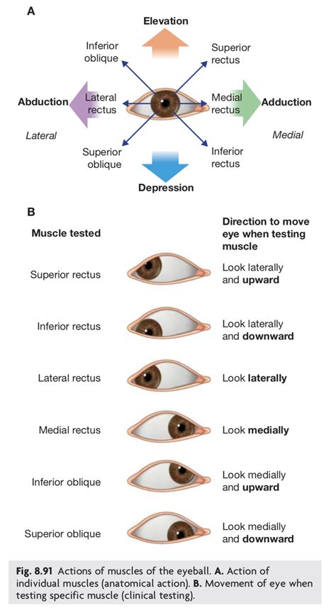 Excellent Diagram Illustrating The Movements Of Each Eyeball Muscle An