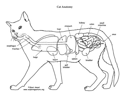 Cat Organs Diagram