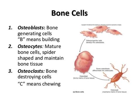 What Is The Function Of Osteogenic Cells Mastery Wiki