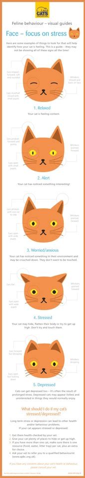 Recognising Stress In Cats Cats Protection