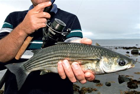 An Experts Guide To Mullet Fishing From The Rocks Seaangler