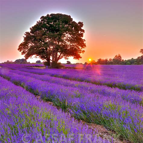 Assaf Frank Photography Licensing Lavender Field At Sunset