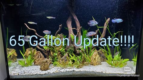 65 Gallon Aquarium Review Youtube
